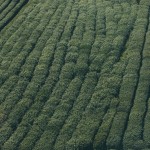 field