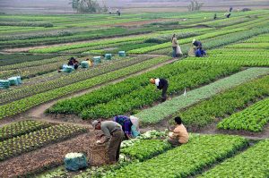 800px-agriculture_in_vietnam_with_farmers